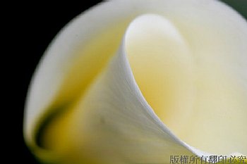 海芋 竹子湖