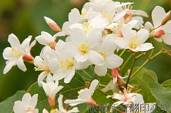 桐花