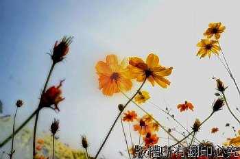 歡樂