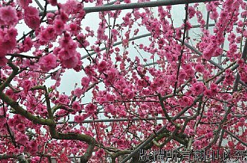 一年一度的戀戀桃花緣季拍攝