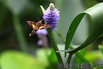 植物園的小豆長喙天蛾忙採蜜