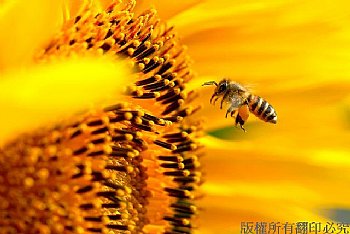 蜂和日麗