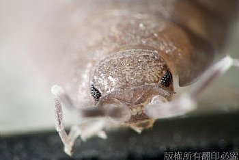 紙蟲 微距攝影 吃紙蟲 怪物