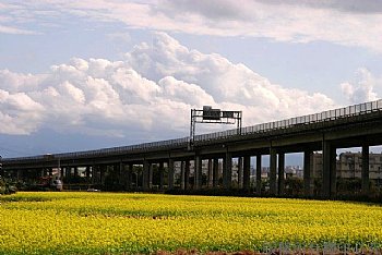 油菜花田