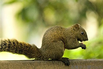 松鼠 動物