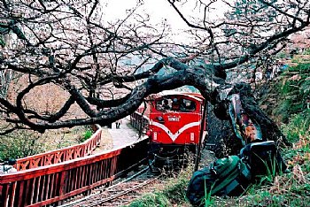 阿里山,櫻花,火車