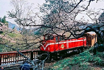 阿里山,櫻花,火車
