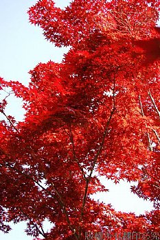 京都永觀堂的園林中，有許多這樣的紅葉，雖非值秋季，卻可以紅得像火一樣令人動容的顏色。