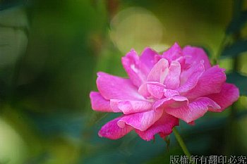 花卉、薔薇