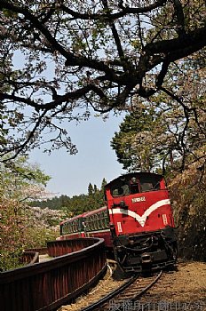 阿里山櫻花鐵道