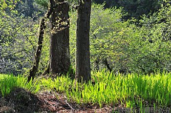 阿里山森林