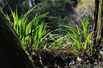 阿里山森林