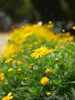 yellow bokeh