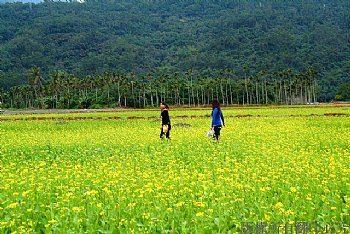 花蓮田間盛開的油菜花