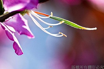 馬蹄甲(香港蘭花)花蕊特寫