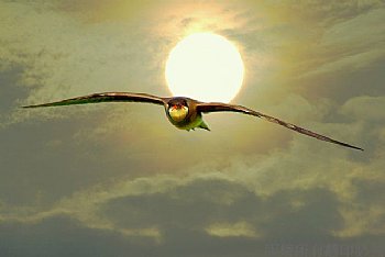 夕下燕鴴