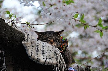 櫻花樹上的貓