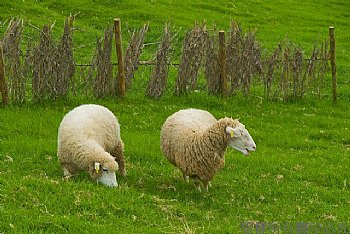 清境 青青草原的綿羊
