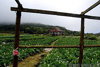 海芋 竹子湖