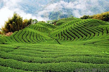 宏一八卦茶園