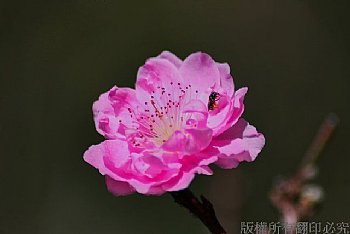 花卉,杏花,山