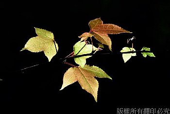 台灣因溫度不夠冷楓葉不會變紅，但春天發出嫩葉會有類似變色的情形，讓我們乾過隱一下。