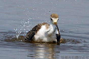 觀察濕地鳥類生態