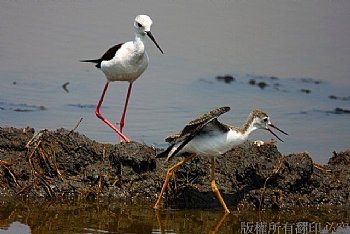 觀察濕地鳥類生態