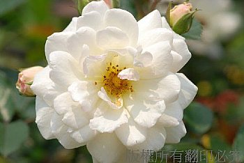 玫瑰花(薔薇花)