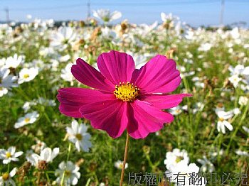 波斯菊