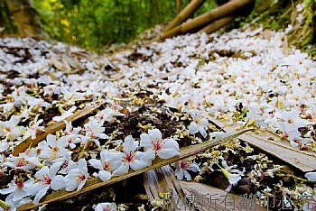 油桐花