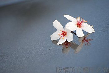 油桐花