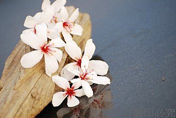 油桐花