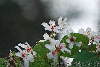 油桐花