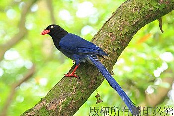 9B90台灣藍鵲