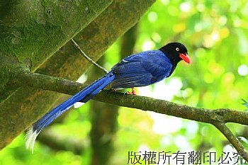 9B91台灣藍鵲