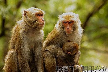 台灣獼猴