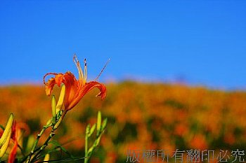 台東 金針山