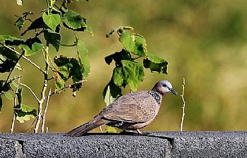 珠頸班鳩