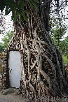 樹根纏繞儲藏室
