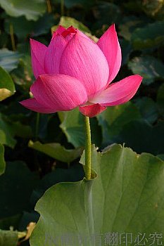 蓮花