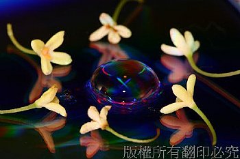 水珠與桂花