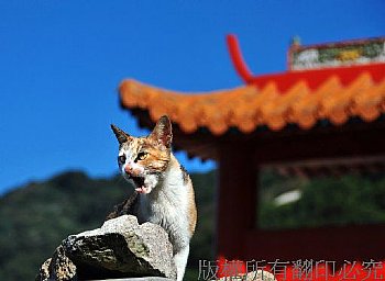 貓