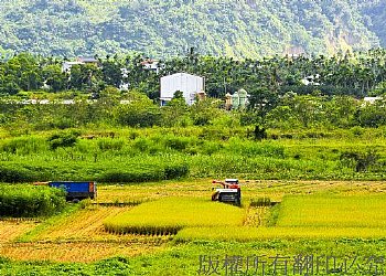 農村稻田景色