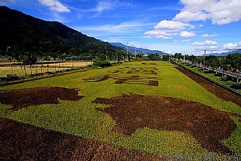 關山紫米種植成圖騰