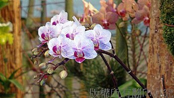 花卉.田野.花園.風景