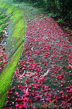 後慈湖櫻花瓣