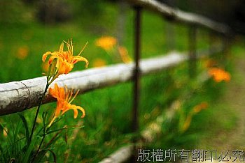 花 金針花