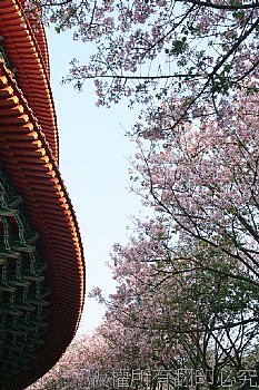 天元宮 櫻花