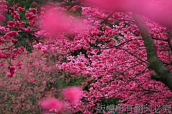 陽明山八重櫻花